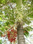 PenangTree